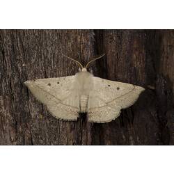 Family Anthelidae, anthelid moth. Wilsons Promontory National Park, Victoria.
