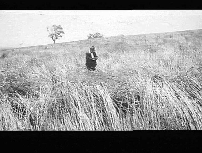 M-H NO 3 R.T. AT WORK ON MR H.J. THOMPSON'S FARM CANOWINDRA, N.S.W. DOWN TANGLED CROP OF WHEAT AVERAGED 13 AND A HALF BAGS OF WHEAT TO ACRE: JAN 1933