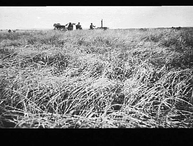 1926 HEADER AT WORK IN MR. BRUCE ROBERT'S CROP, TAMWORTH, NSW: 1933