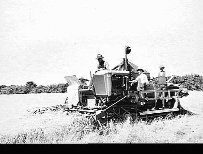 AUTO HEADER AT WORK IN DOWN CROP OF WHEAT ON MR. H.H. SCOTT'S FARM `KNIGHTON MANOR', BROAD CHALKE, NEAR SALISBURY, ENGLAND: 1934