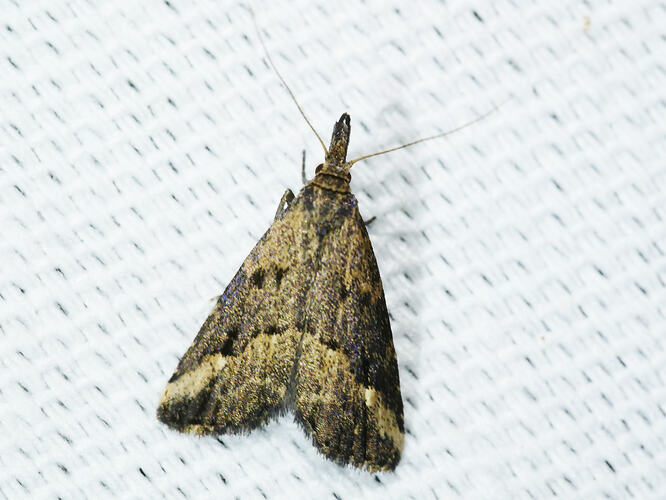<em>Schrankia costaestrigalis</em>, moth. Great Otways National Park, Victoria.