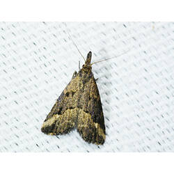 <em>Schrankia costaestrigalis</em>, moth. Great Otways National Park, Victoria.
