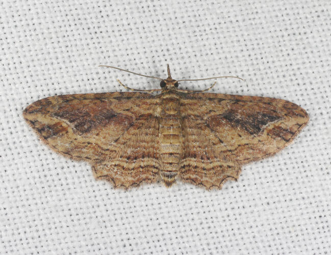 <em>Chloroclystis filata</em>, moth. Great Otways National Park, Victoria.
