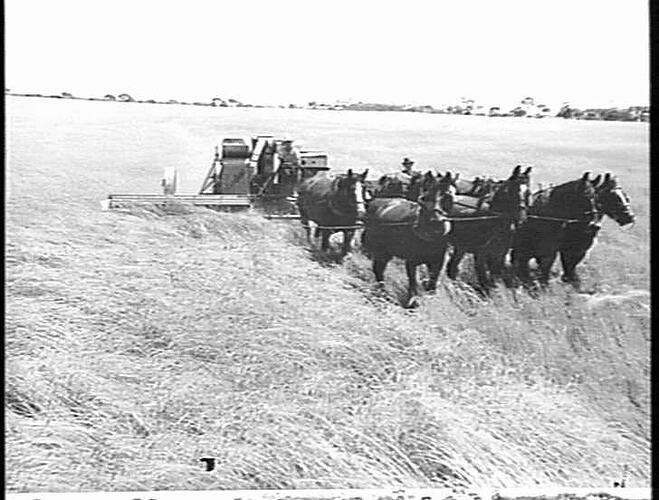10 FT HST HEADER 10 BAGS PER ACRE RECOVERED FROM DOWN CROP. D.NEGRI BRUCE ROCK, W.A.: DEC 1939