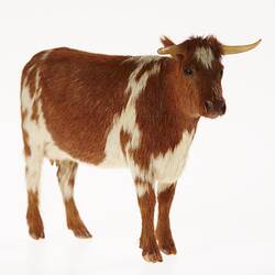 Model of brown and white cow. Front view.