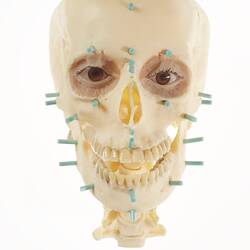 Model of human skull with eyes. Blue pegs inserted in places.