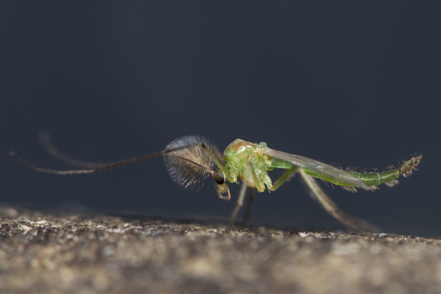 Chironomidae