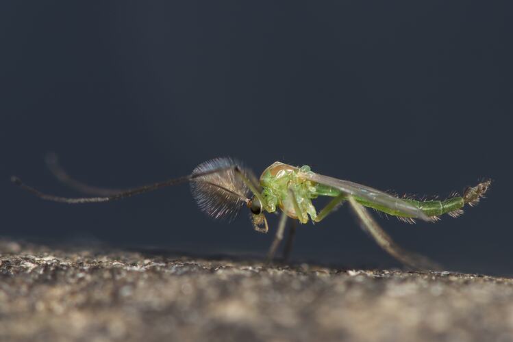 Non-biting Midge on rock.