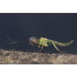 Non-biting Midge on rock.