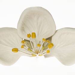 White flower model.