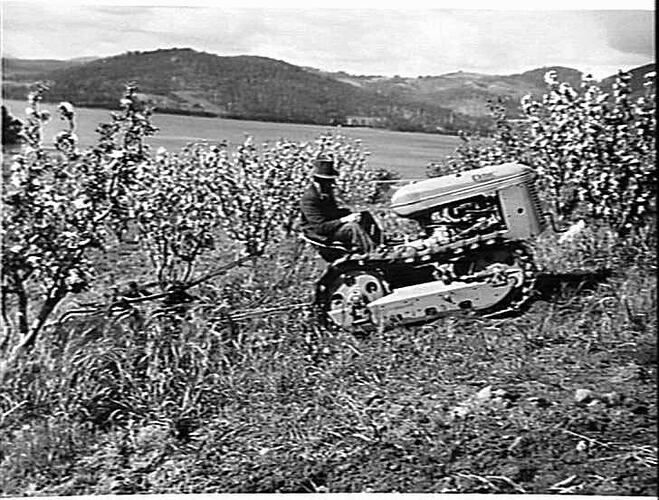 H.G `CLETRAC' & 4-FUR `HARVEY' PLOUGH, ROSE BROS., HUON RIVER, TAS: NOV 1941