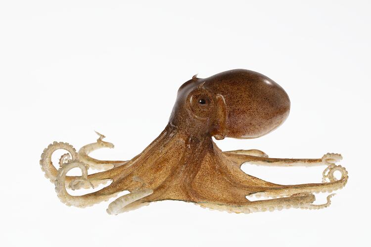 Musky Octopus Blashka glass model.