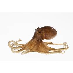 Musky Octopus Blashka glass model.
