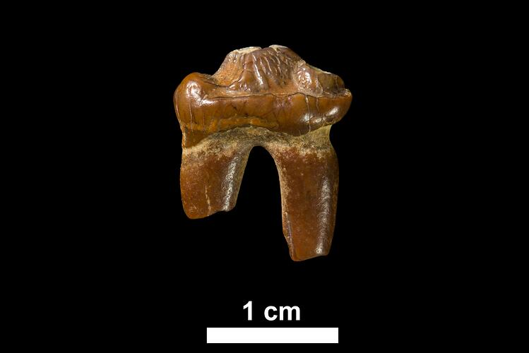 Fossil Seal tooth, side view with scale bar.