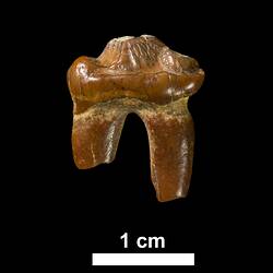 Fossil Seal tooth, side view with scale bar.