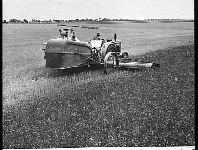 A 12 FT SUNSHINE NO. 4 POWER-DRIVE HEADER EQUIPPED WITH 30 BUSHEL GRAIN BOX AND COUPLED TO SUNSHINE MASSEY HARRIS TRACTOR, HARVESTING 48 BUSHELS OF `PINNACLE' WHEAT TO THE ACRE ON THE FARM OF MR. A. C. JORGENSON, KATYIL, VIA DIMBOOLA, VIC. NO. 4 MACHINES