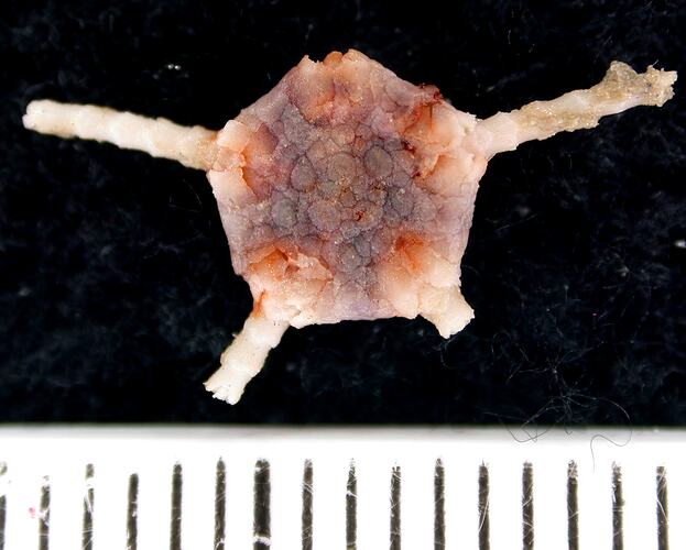 Back view of cream-purple-orange coloured brittle star with broken arms on black background with ruler.