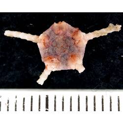 Back view of cream-purple-orange coloured brittle star with broken arms on black background with ruler.
