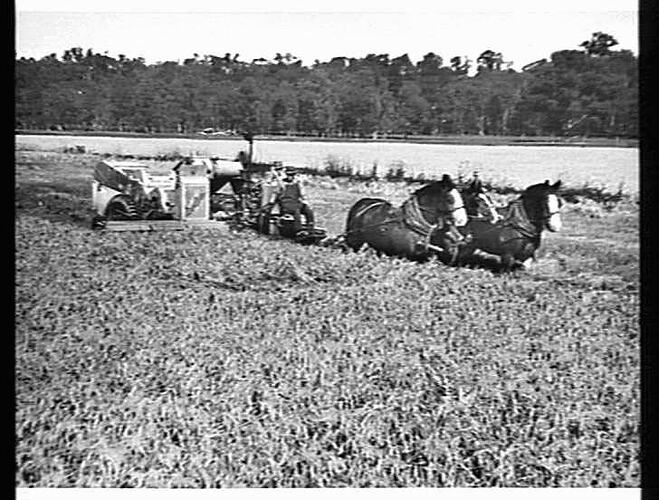 SUNSHINE NO 6 ENGINE FUNCTIONED RICE HEADER TAKING TWO TONS OF `PADDY' RICE TO THE ACRE FROM MR MARTIN ROURKE'S CROP AT LEETON, N.S.W.: MAY 1950