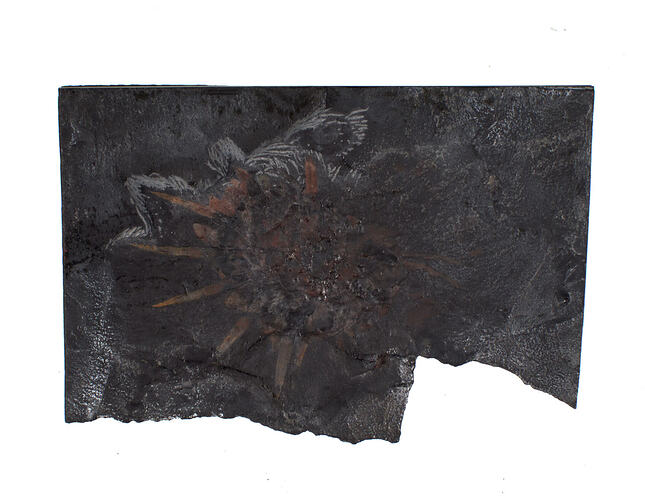 Enigmatic fossil, Wiwaxia, on grey rock slab.