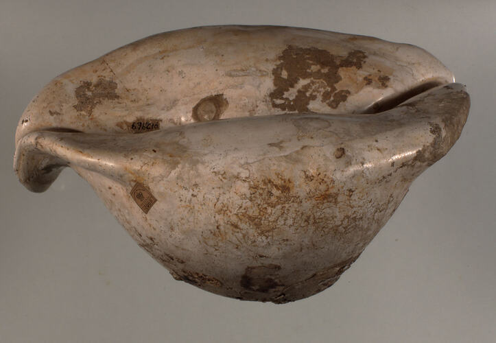 <em>Zoila gigas</em>, fossil cowry shell. [P 12969]