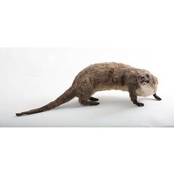 Taxidermied otter specimen with long tapered tail.