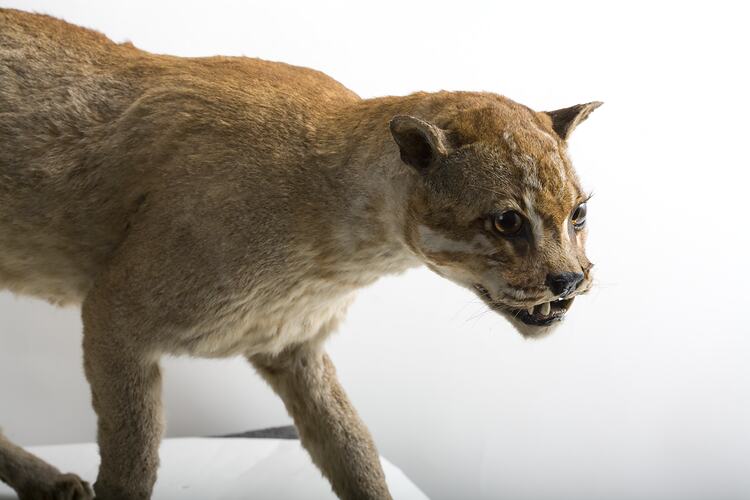 Taxidermied Large Cat specimen.