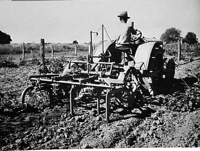 TRACTOR-DRAWN 'SUNGRUBBER' CULTIVATING IN VINEYARD: 1938