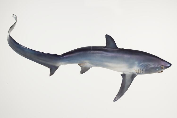 <em>Alopias vulpinus</em>, Thresher Shark, model. [A 19340]