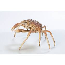 <em>Leptomithrax gaimardii</em>, Giant Spider Crab. [J 46721.9]