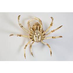 <em>Leptomithrax gaimardii</em>, Giant Spider Crab. [J 46721.12]