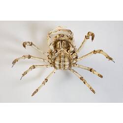 <em>Leptomithrax gaimardii</em>, Giant Spider Crab. [J 46721.35]