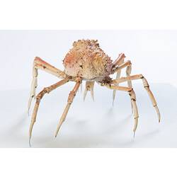 <em>Leptomithrax gaimardii</em>, Giant Spider Crab. [J 46721.39]