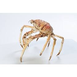 <em>Leptomithrax gaimardii</em>, Giant Spider Crab. [J 46721.45]