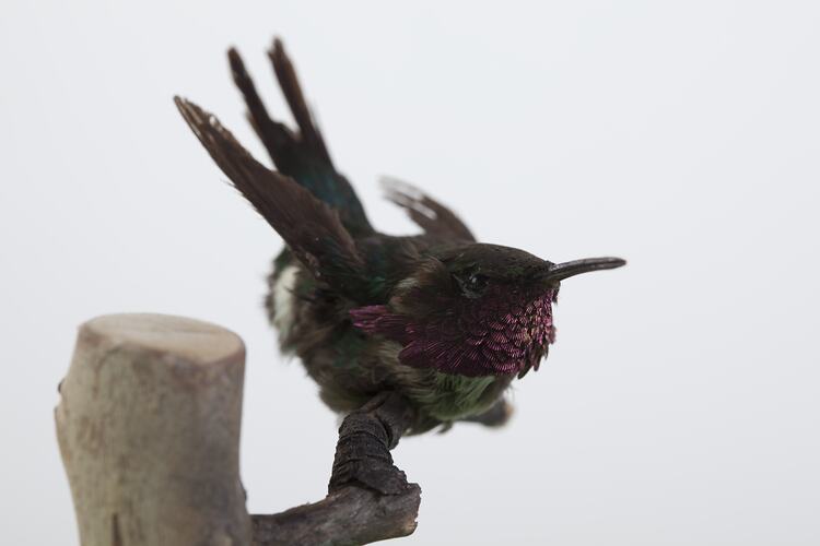 Taxidermied small bird with pink neck feathers.