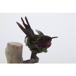 Taxidermied small bird with pink neck feathers.