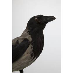 <em>Corvus corone cornix</em>, Carrion Crow, mount.  Registration no. 58419.