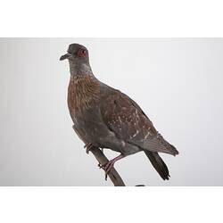 <em>Columba guinea phaeonotus</em>, Speckled Pigeon, mount.  John Gould Collection.  Registration no. 25813.