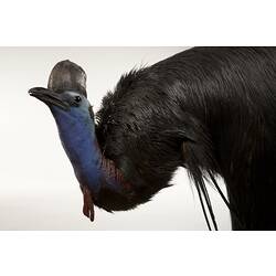 Mounted bird specimen with black feathers, blue neck and crest on head.