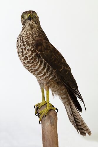 Speckled predatory bird specimen mounted on a perch.