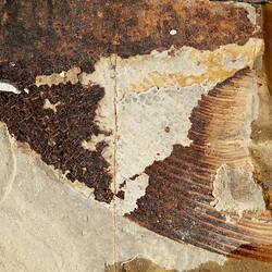 Detail of fish fossil in matrix.