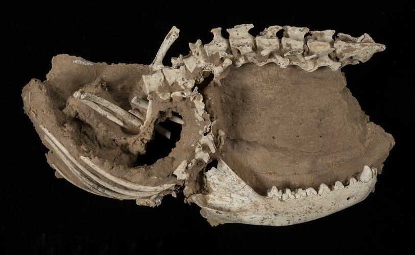 Fossil Thylacine skeleton half buried in matrix.