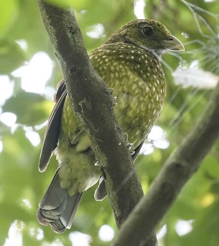 Green bird with white speckled breast perched in a leafy green tree.