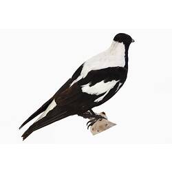 Mounted bird specimen with black and white feathers.
