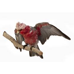 Mounted parrot specimen with grey and pink feathers, wings raised.