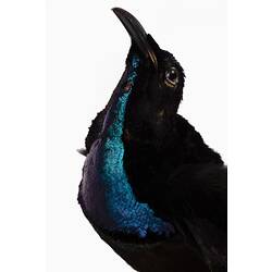 Mounted bird specimen with black and bright blue, irridescent feathers.