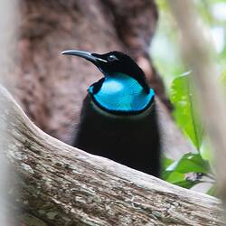 <em>Ptiloris magnificus</em>, Magnificent Riflebird