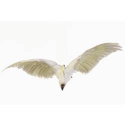 White cockatoo specimen, wings spread.