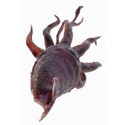 Purple squid model with flowing tentacles.