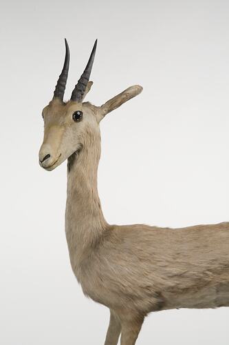 Head and shoulder detail of mounted gazelle specimen.